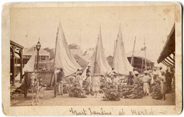 Belize City. Bananas being unloaded from mule carts at a market in Belize, circa 1890