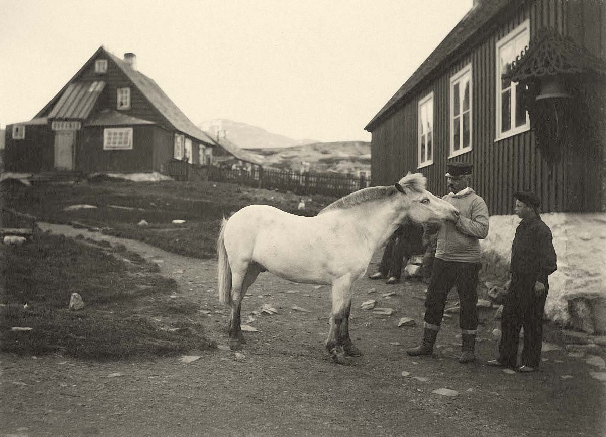 Nuuk (Godthåb, Godthaab). In 1906 the only horse in Greenland