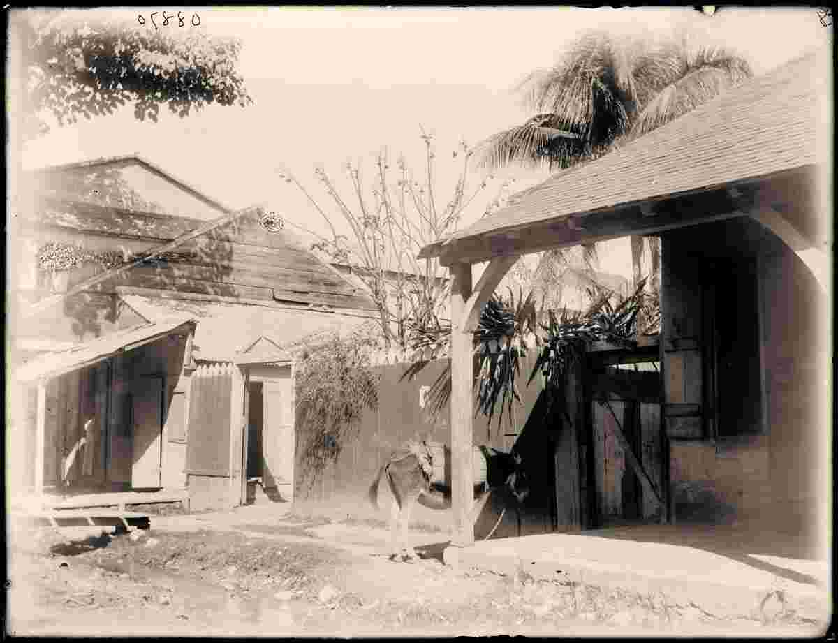Port-au-Prince. Fiery steed, circa 1890