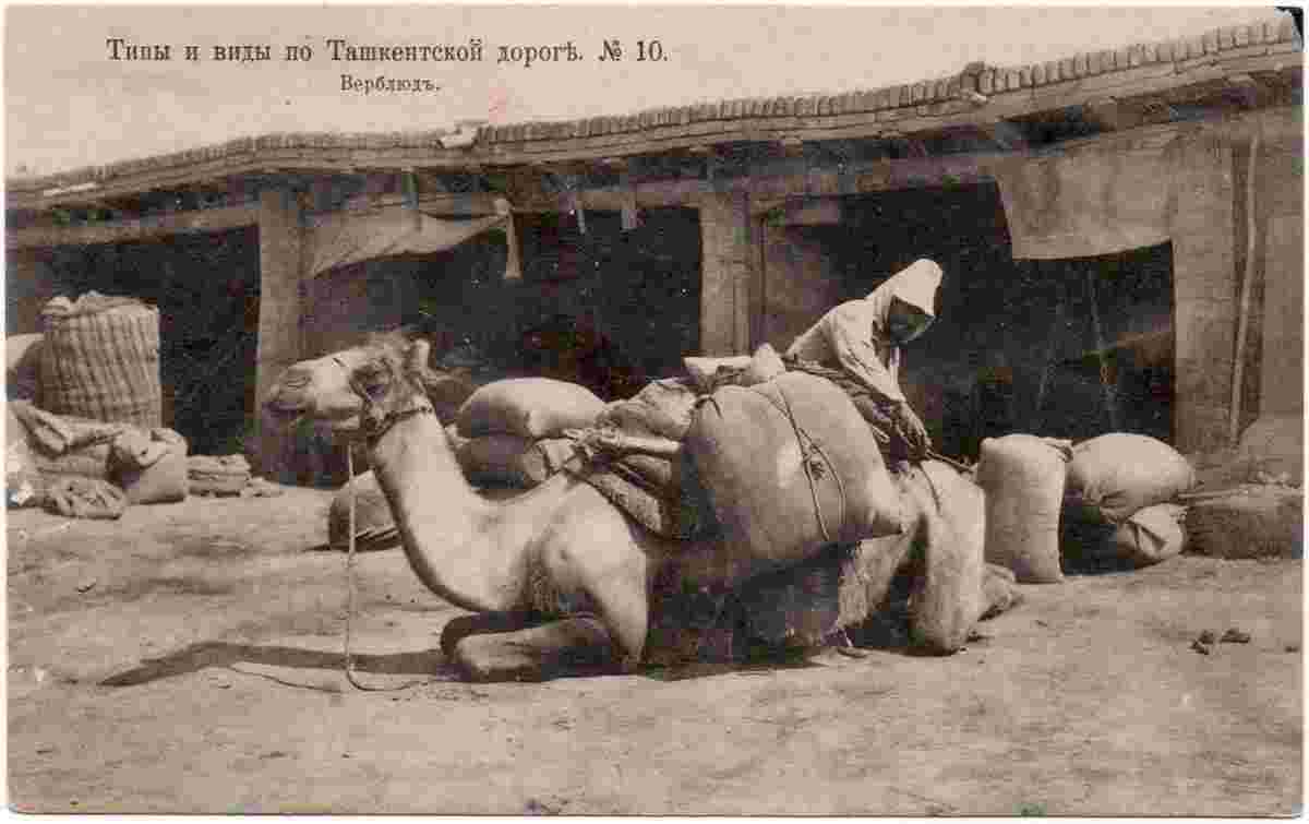 Tashkent. Camel on Market