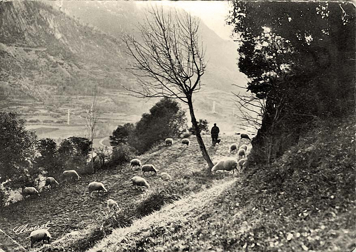 Andorra la Vella. Un troupeau de moutons