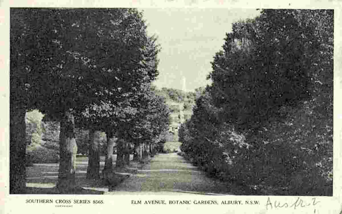 Albury. Botanic Gardens, Elm Avenue
