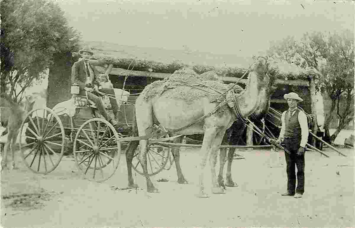Alice Springs. Camel's wagon