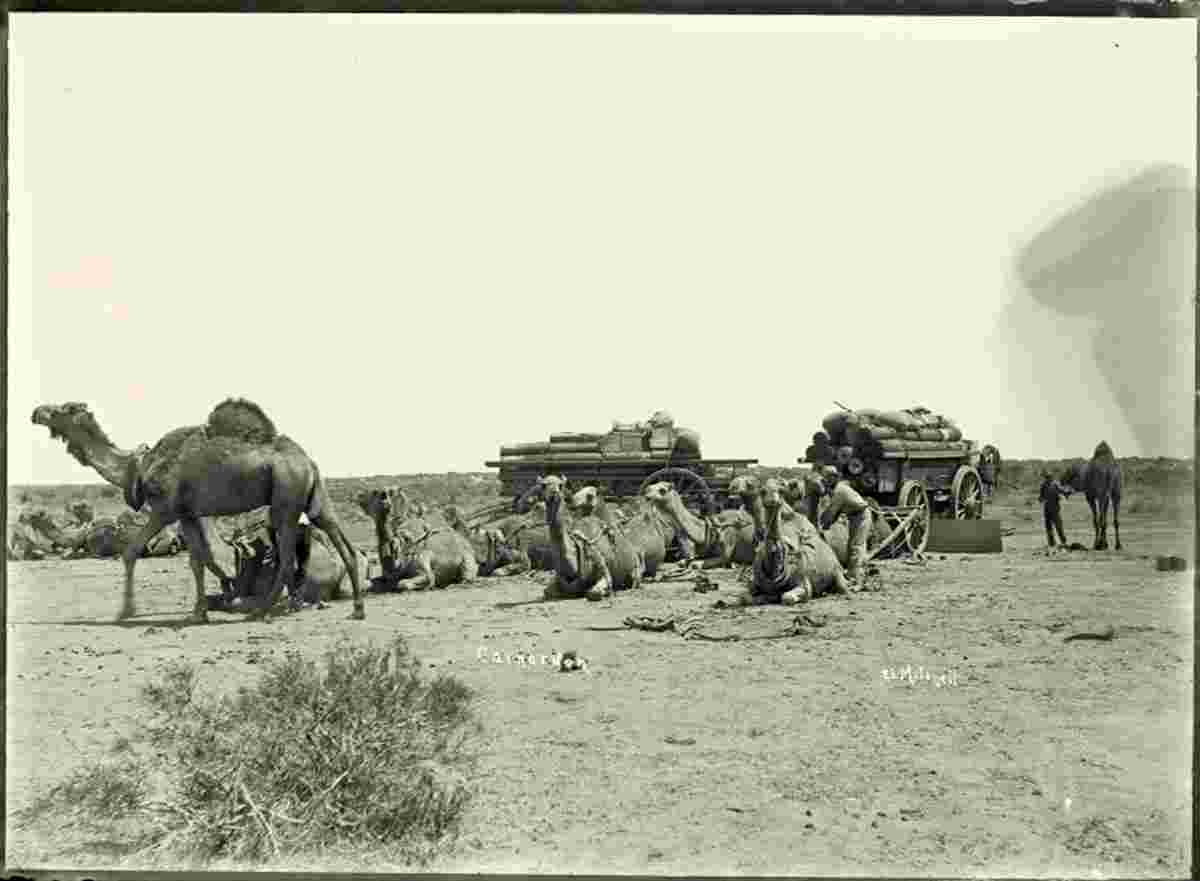 Carnarvon. Camel team near Carnarvon, 1910