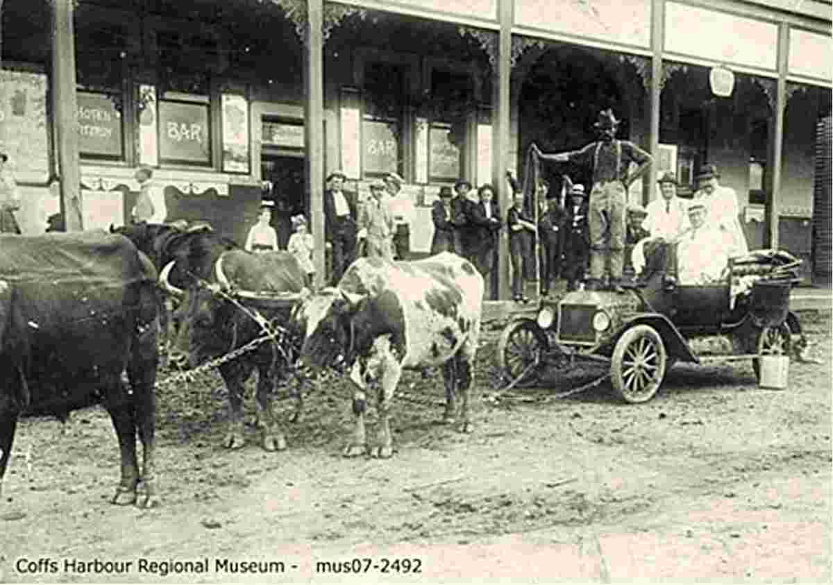 Coffs Harbour. Bob Carney with his bullock team attached
