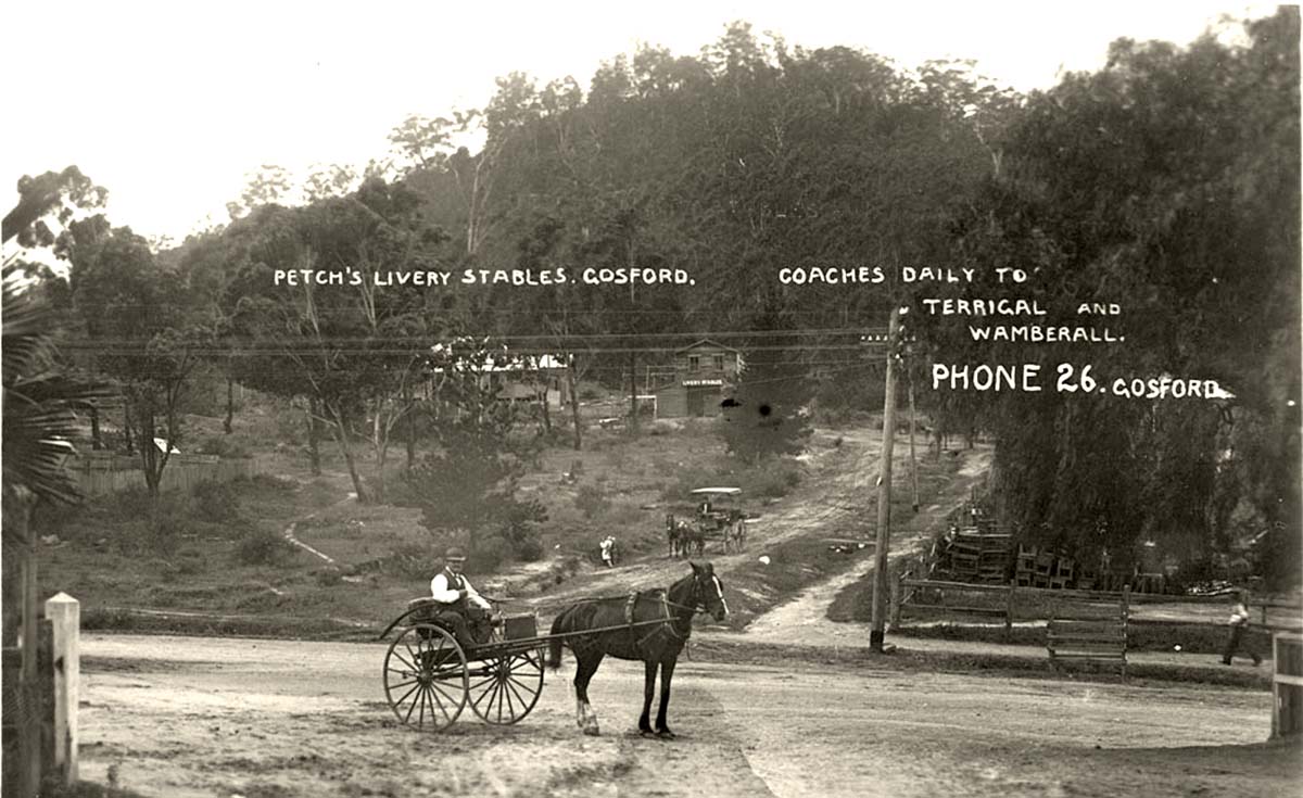Gosford. Petch's Livery Stables (Coaches daily to Terrigal and Wamberall), between 1900 and 1927