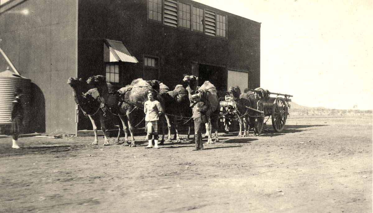 Camel team in Leonora