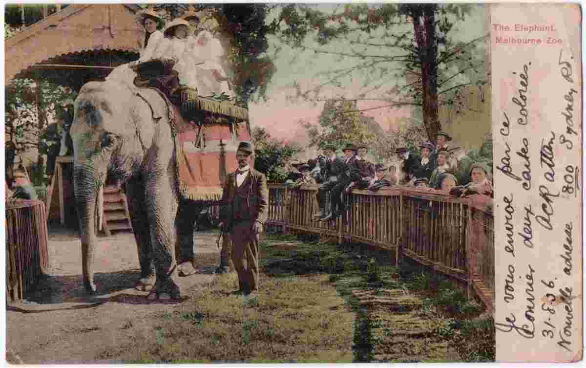 Melbourne Zoo, Elephant, 1906