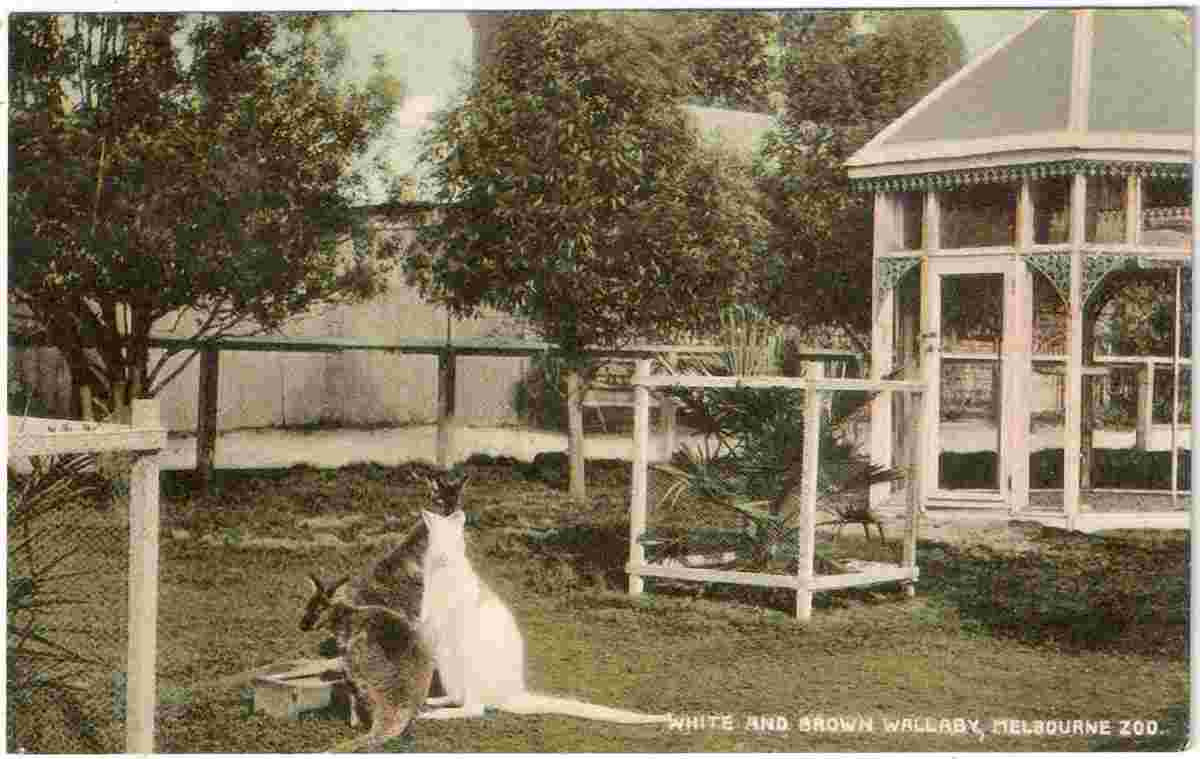 Melbourne Zoo, White and Brown Wallaby, 1906