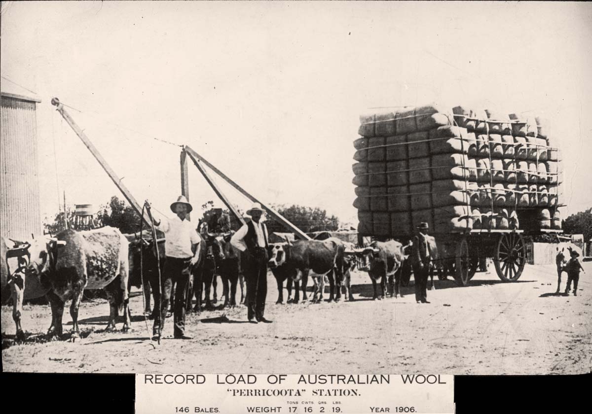 Moama. Bullock team with record load of Australian wool, Perricoota Station, 1906