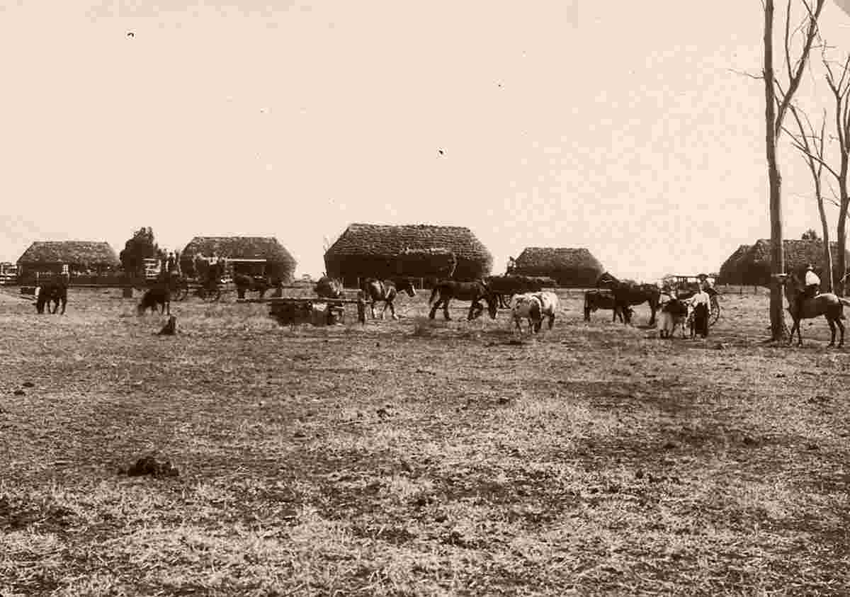 Moama. Haystacks on 'Pinegrove', 1913