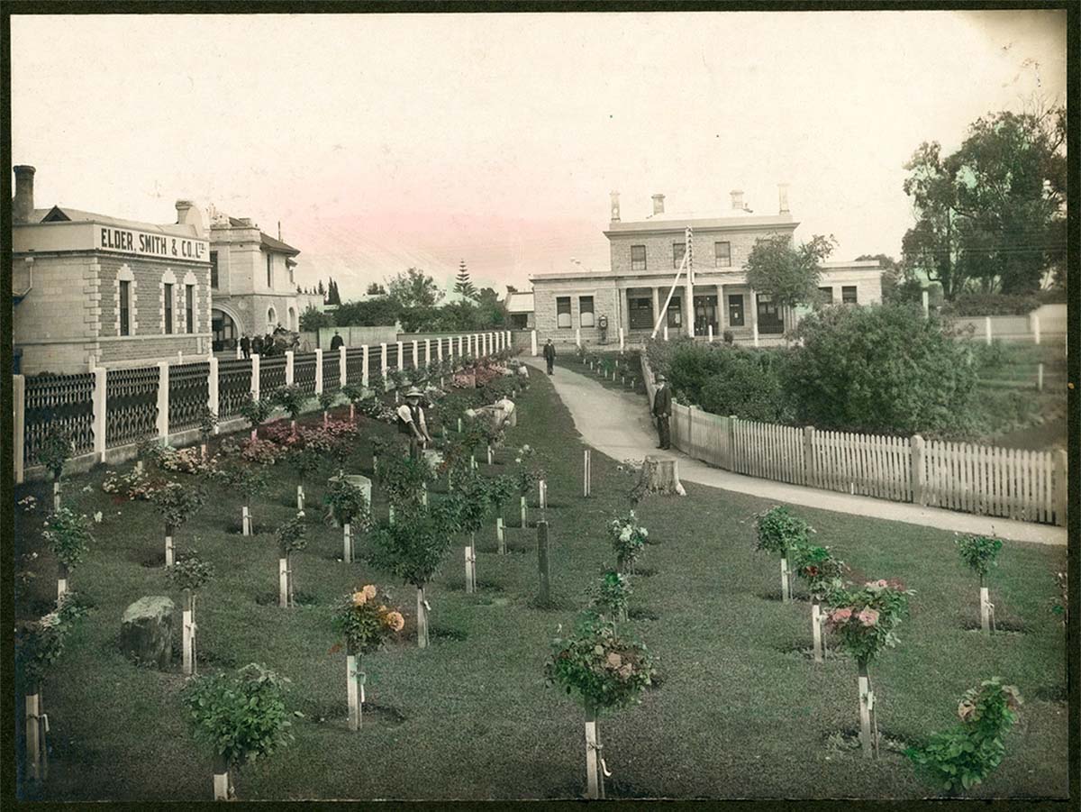 Mount Gambier. City gardens and the Post Office in centre of photograph, circa 1920