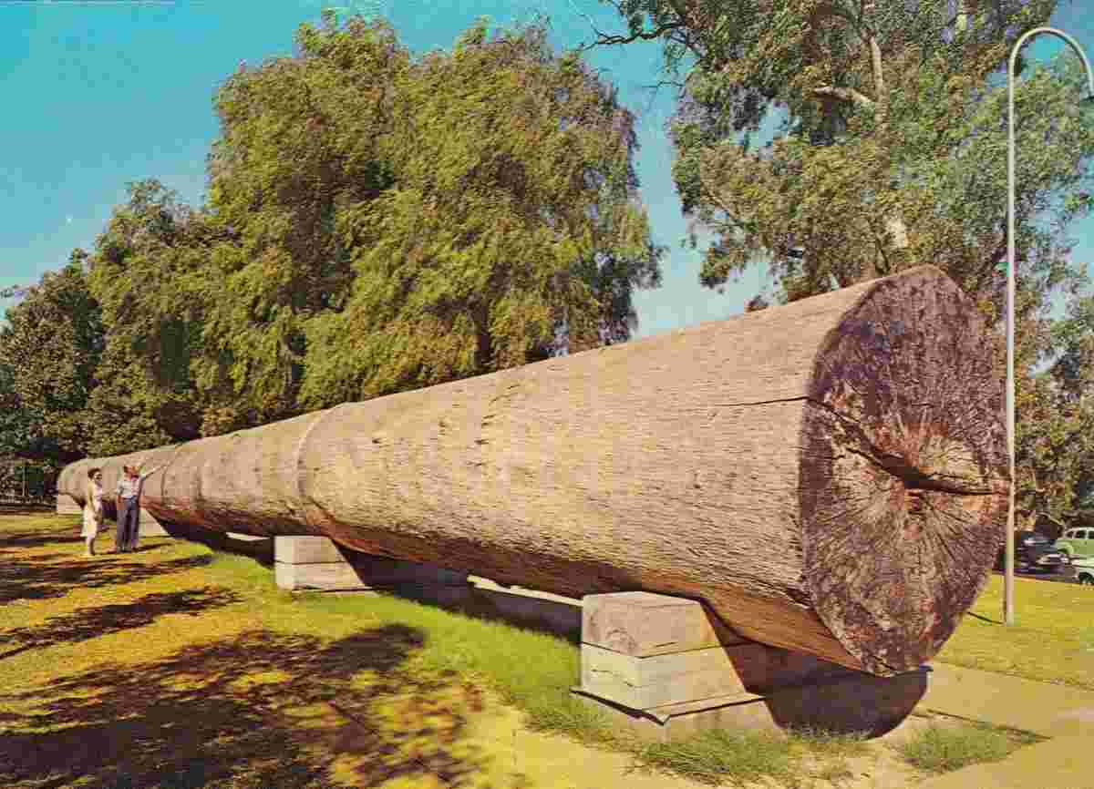 Perth. King's-Park - Giant Karri Log (363 years)