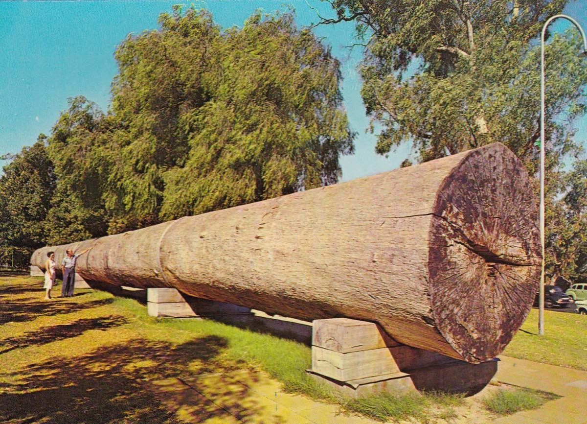 Perth. King's-Park - Giant Karri Log (363 years)