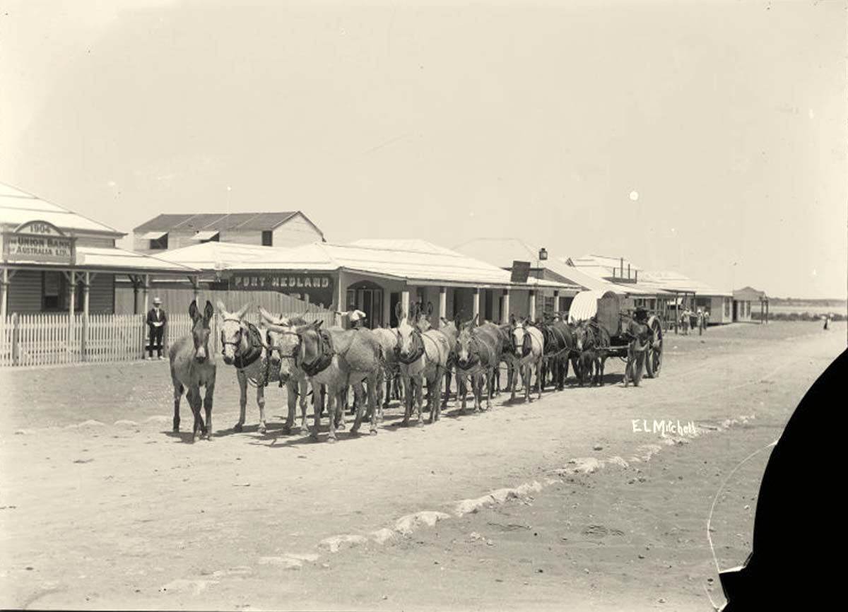 Port Hedland. Donkey team in Anderson Street, circa 1910