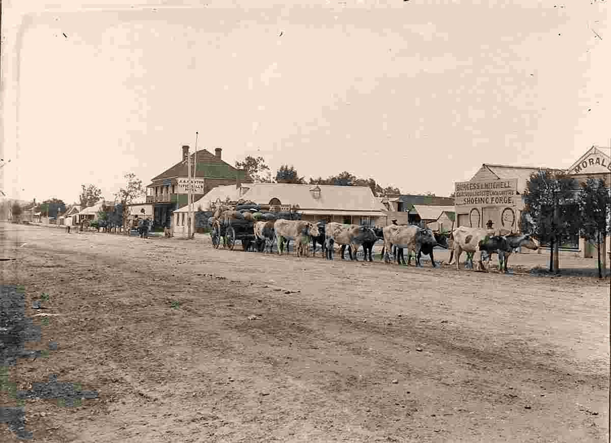 Wagga Wagga. Bullock team with a loaded wagon, circa 1900