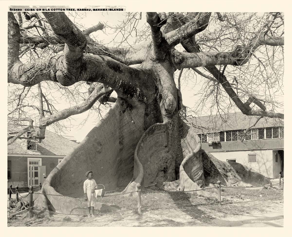 Nassau. Ceiba or silk cotton tree, circa 1900
