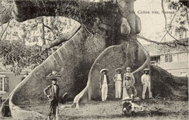 Nassau. Ceiba or silk cotton tree