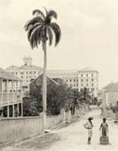 Nassau. Royal palms, Cumberland Street, circa 1900