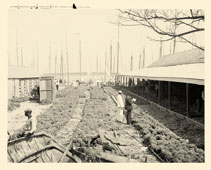 Nassau. Sponge yard along the docks, between 1900 and 1906