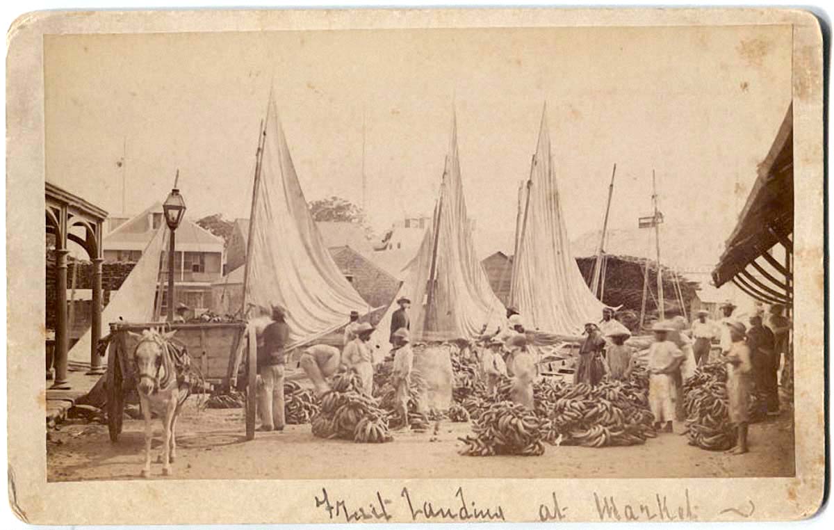 Bananas being unloaded from mule carts at a market in Belize, circa 1890