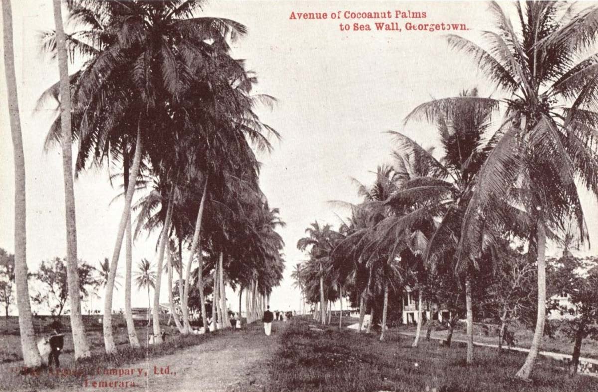 Georgetown. Avenue of Coconut Palms to Sea Wall, 1910s