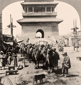 Beijing. Train of Bactrian camels, 1919