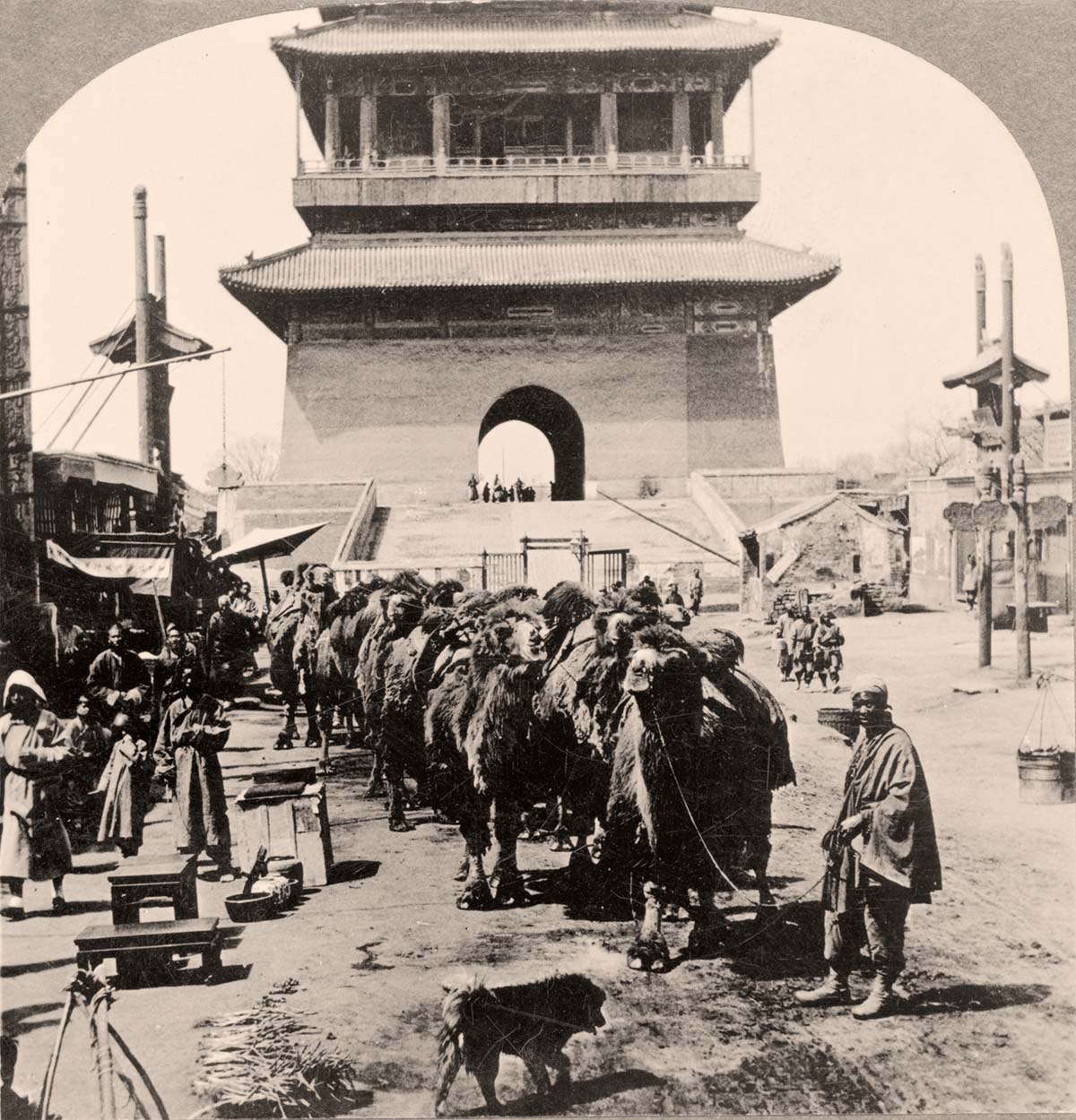 Beijing. Train of Bactrian camels, 1919