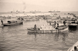 Tel Aviv. Coasting boat being loaded with oranges, 1900