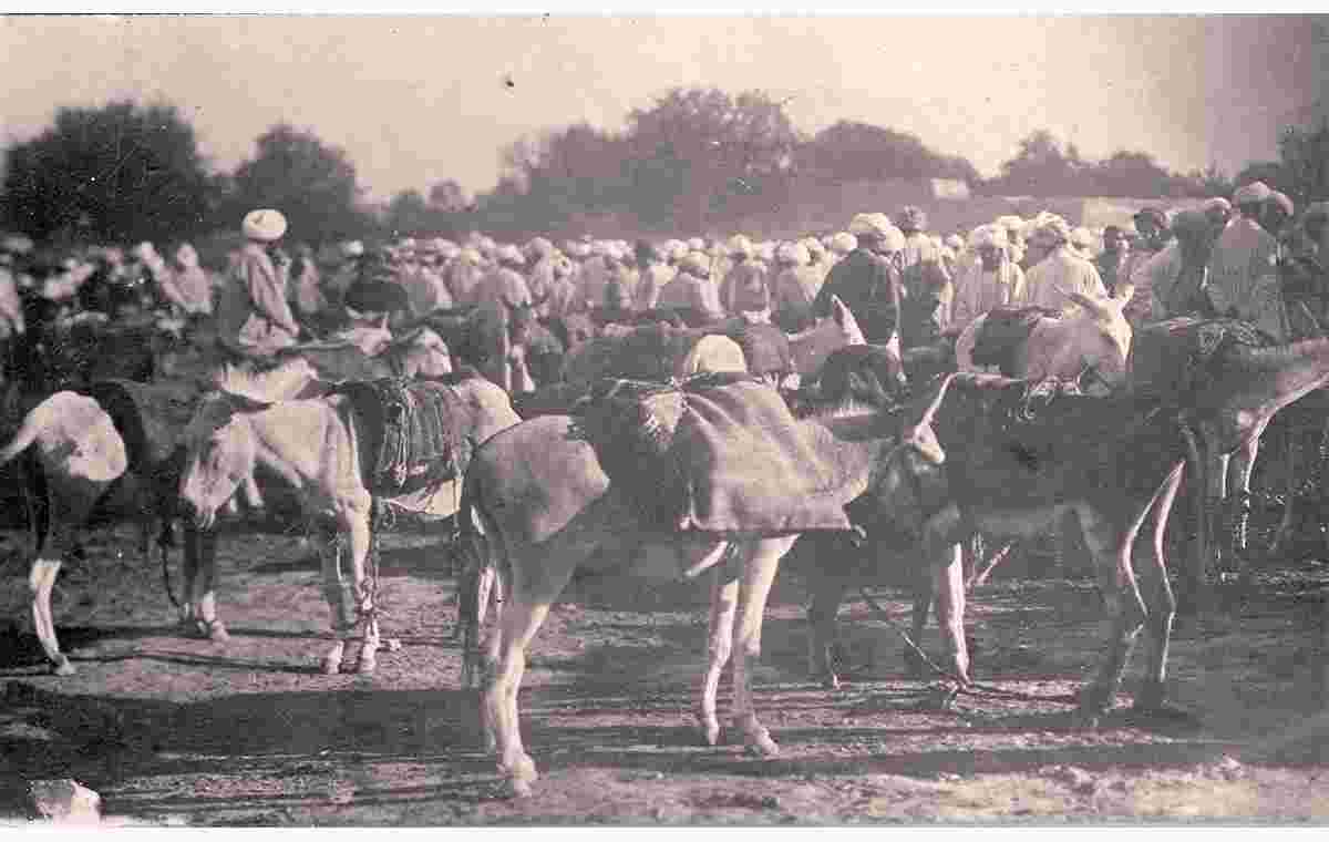 Bukhara. Sale of donkeys in the market