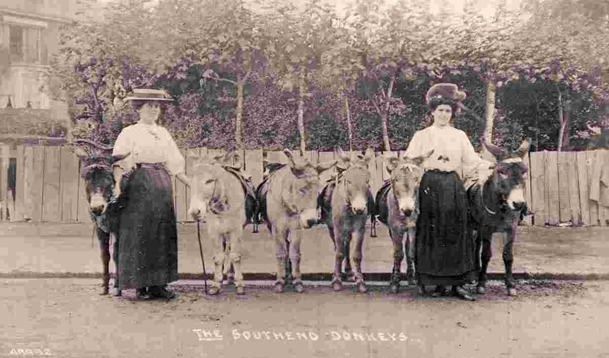 Southend-on-Sea. Donkeys, 1908