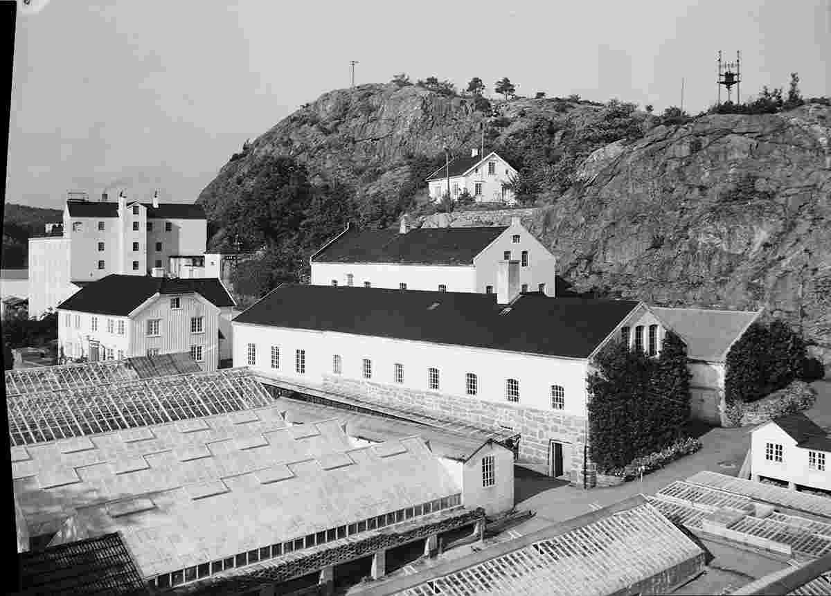 Grimstad. Greenhouses, 1951